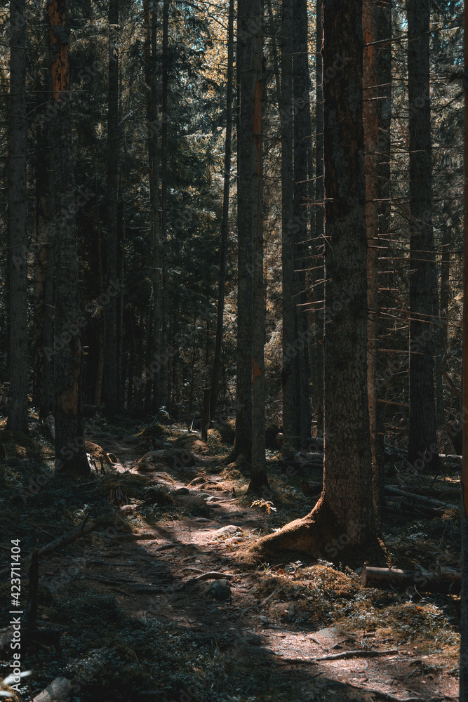 Fototapeta premium Beautiful moody forest with sun beams coming through and illuminating the surroundings