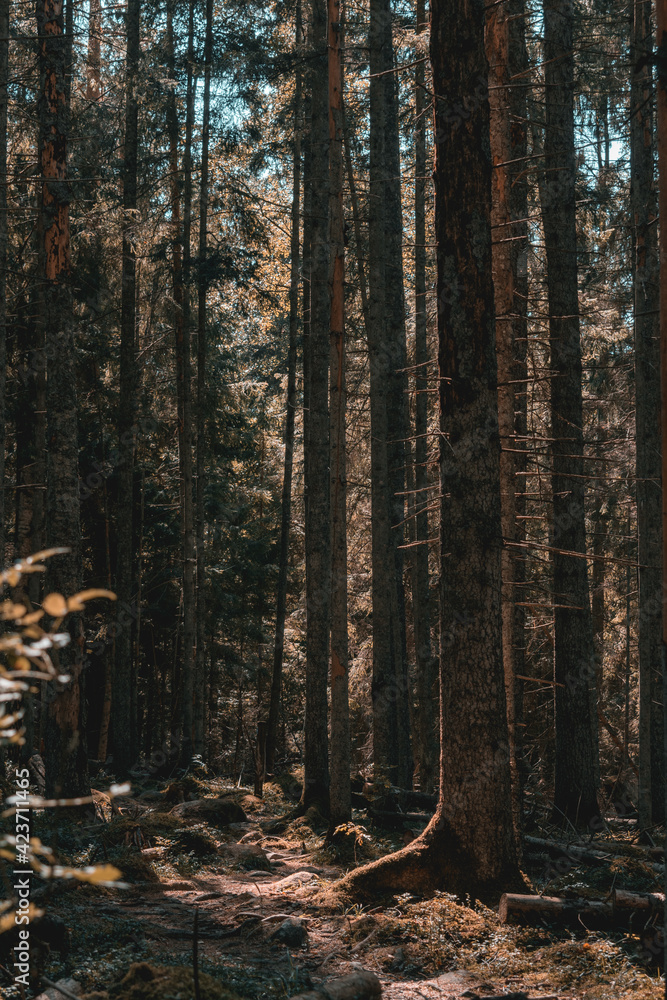 Fototapeta premium Beautiful moody forest with sun beams coming through and illuminating the surroundings