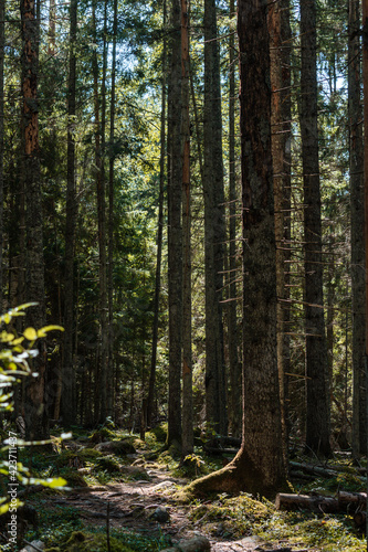 Wallpaper Mural Beautiful moody forest with sun beams coming through and illuminating the surroundings Torontodigital.ca