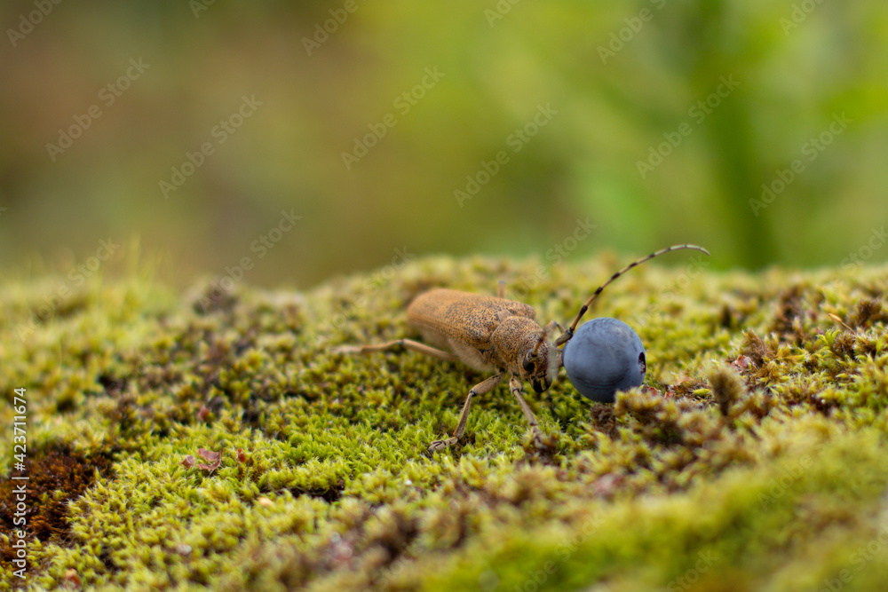Asian long-horned beetle and single juice blueberry. Asian long-horned beetle and single juice blueberry.
