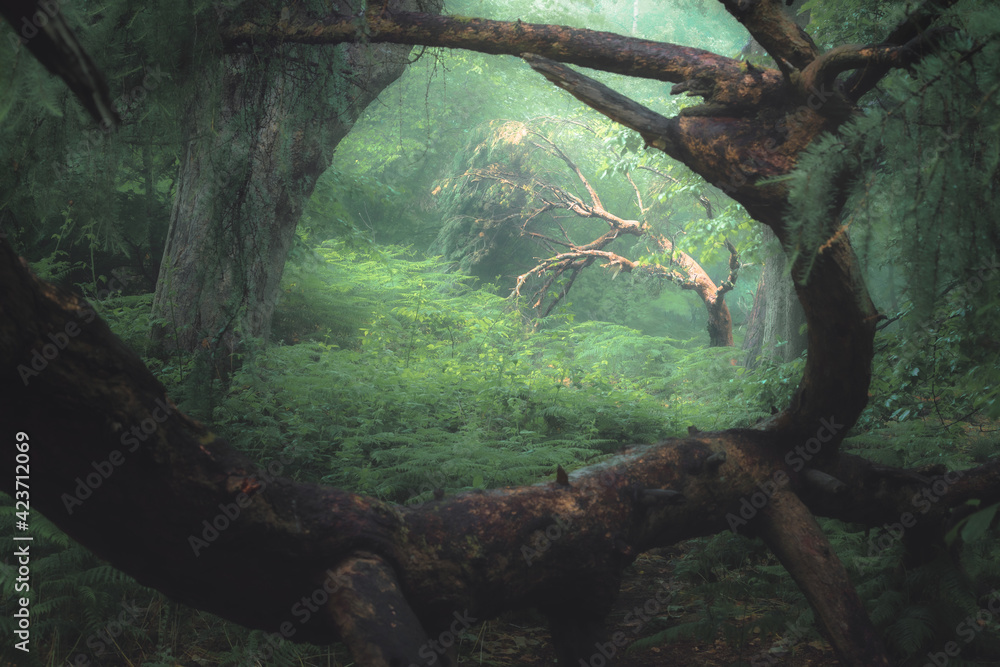 A moody, ethereal lush woodland forest with a bent tree in atmospheric misty fog at Ravelston Woods in Edinburgh, Scotland. - obrazy, fototapety, plakaty 