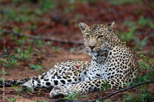 Leopard female resting in Sabi Sands Game Reserve Game Reserve in the Greater Kruger Region in South Africa