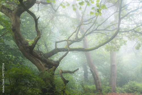 A moody, ethereal lush woodland forest and twisted oak tree in atmospheric misty fog at Ravelston Woods in Edinburgh, Scotland. photo