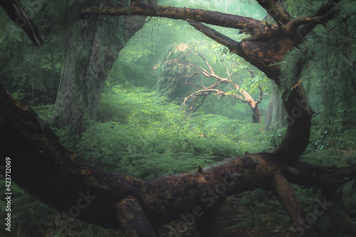Fototapeta Naklejka Na Ścianę i Meble -  A moody, ethereal lush woodland forest with a bent tree in atmospheric misty fog at Ravelston Woods in Edinburgh, Scotland.