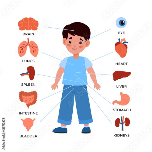 Kids internal organs system. Little boy with markers and organs around, children s anatomical educational poster, childish anatomy infographics. Vector cartoon flat isolated illustration
