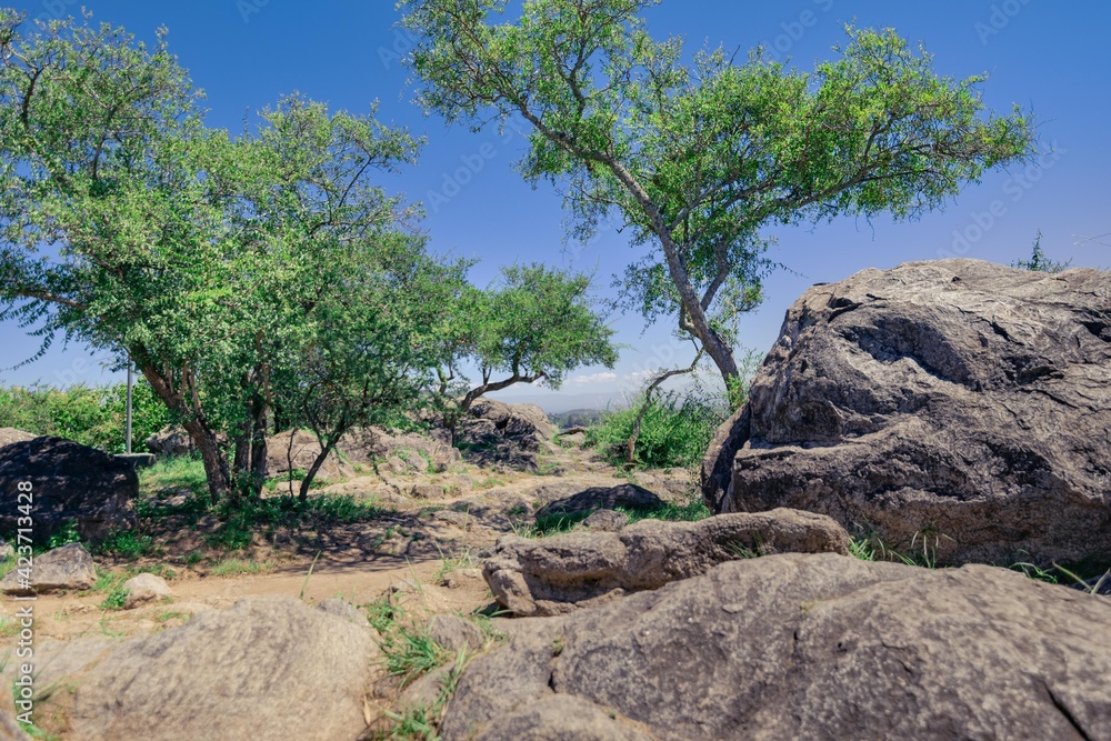 Rocks and trees