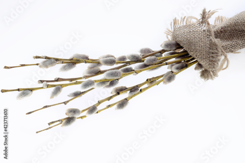 willow twigs on white, Easter background, gray fluffy pussy willow buds - a symbol of early spring and Palm Sunday
