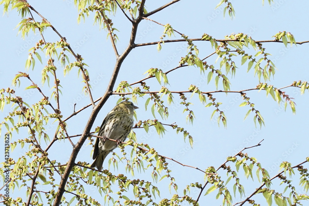 eurasian siskin on the branch eurasian siskin on the branch