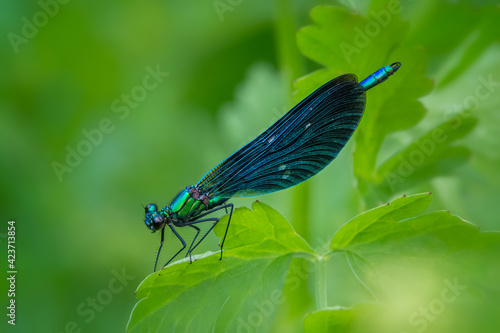 A Beautiful Demoiselle resting on a green leaf, with an out of focus green background.