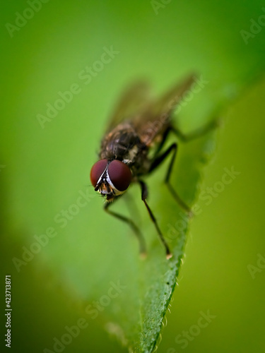 A macro shot of a fly resting on a green leaf, focused on it's large red compound eyes.