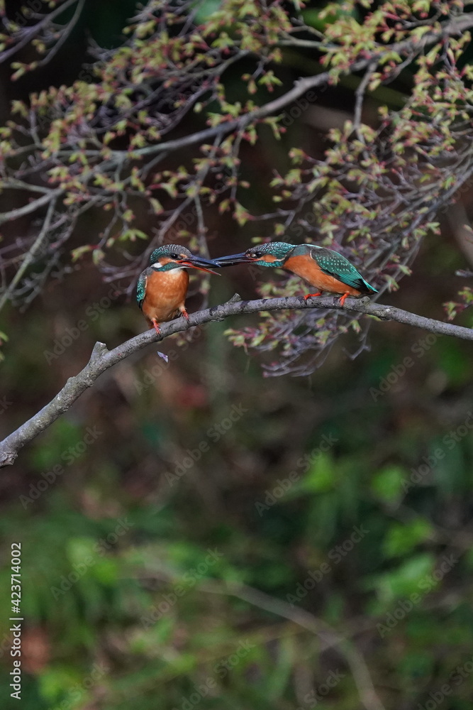 common kingfisher on the branch common kingfisher on the branch