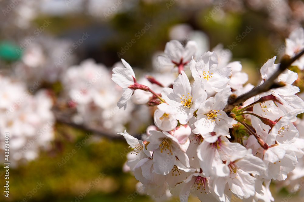 桜並木