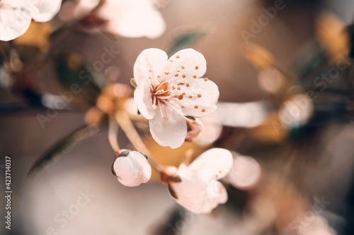 Wiosna, pastelowe kwiaty i kwitnące drzewa
