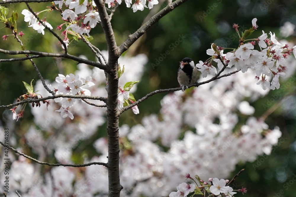 japanese tit on the cherry branch