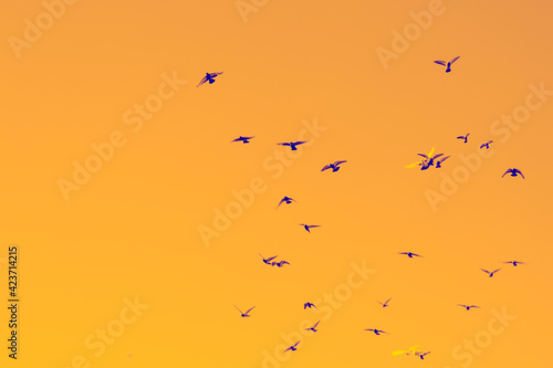 Bird pigeons fly in the hot orange sky