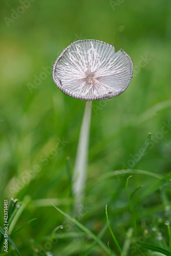Close up of mushroom in forest