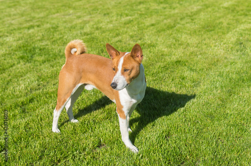 Portrait of mature basenji dog standing on green lawn and looking
