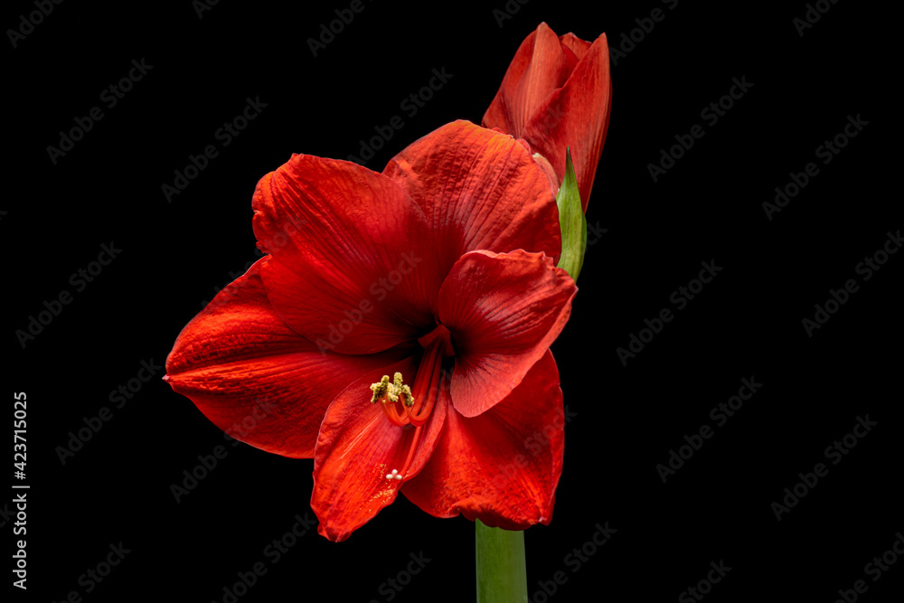 Fototapeta premium Blooming red Amaryllis flower, isolated on black background. Beautiful Christmas Flower.