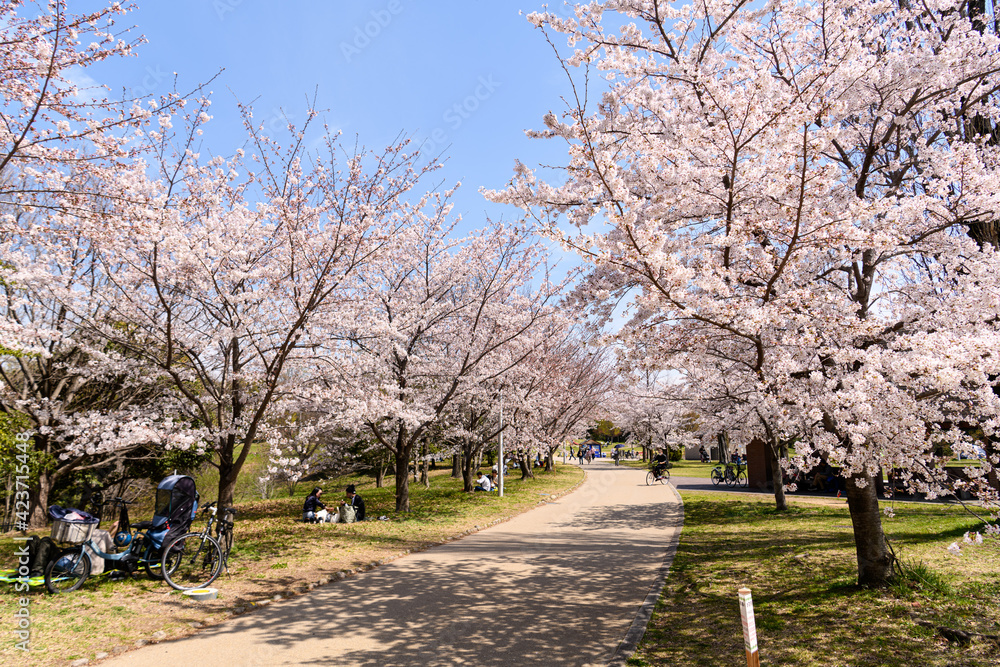 Obraz premium 桜並木