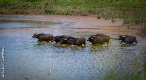 Isolated African Buffalo Herd In the Wild-Northern Israel