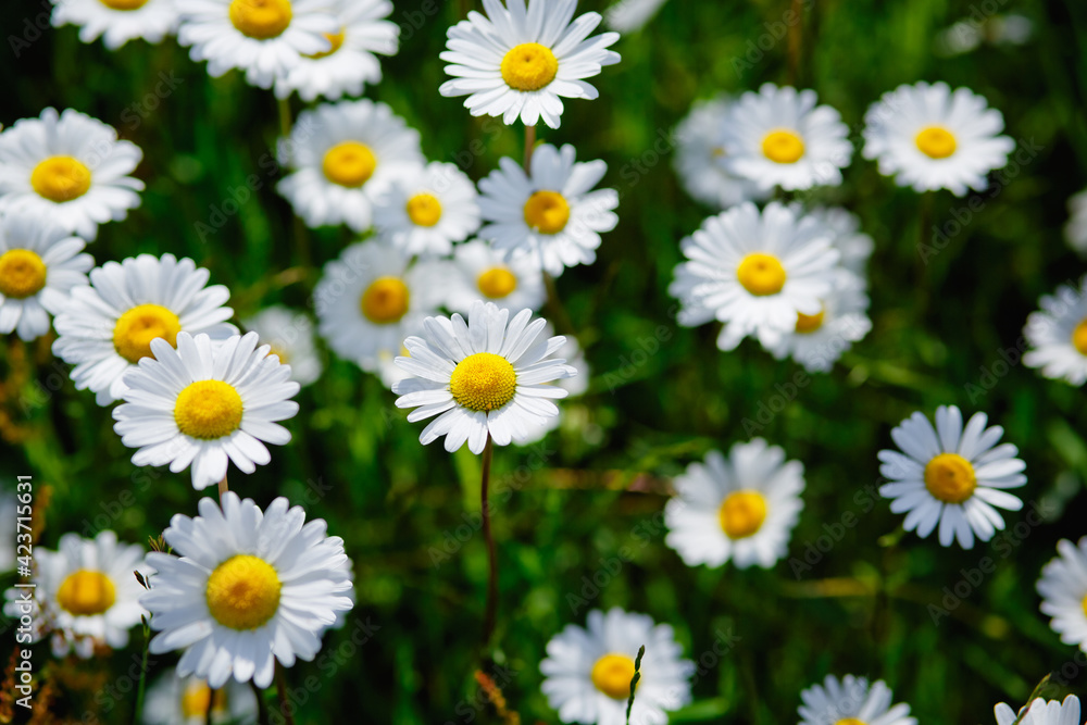 Summer landscape with daisy field and green grass. Summer landscape with daisy field and green grass.