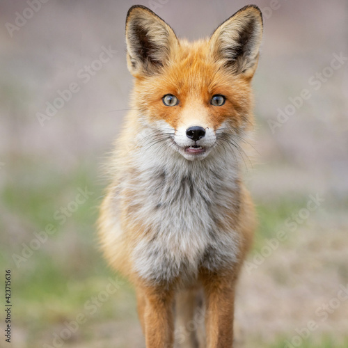 Close portrait of a Red Fox. Vulpes vulpes © Tatiana