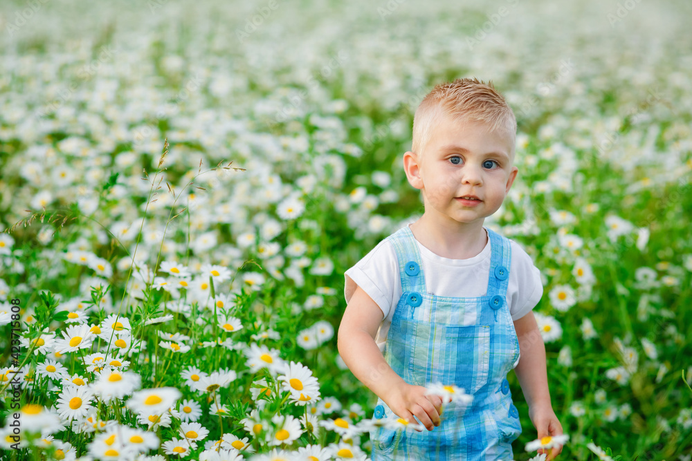 A beautiful child in daisy flowers in a field in summer at sunset. A blue-eyed and fair-haired boy stands in a flowery meadow with chamomile flowers. A beautiful child in daisy flowers in a field in summer at sunset. A blue-eyed and fair-haired boy stands in a flowery meadow with chamomile flowers.