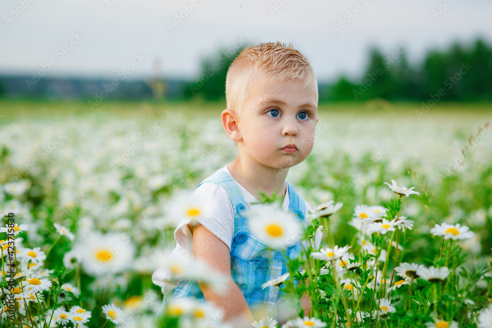 A beautiful child in daisy flowers in a field in summer at sunset. A blue-eyed and fair-haired boy stands in a flowery meadow with chamomile flowers. A beautiful child in daisy flowers in a field in summer at sunset. A blue-eyed and fair-haired boy stands in a flowery meadow with chamomile flowers.