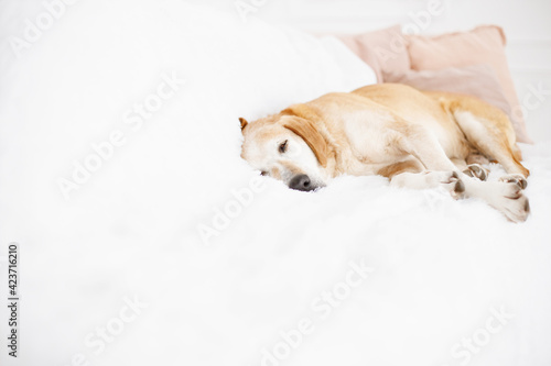 Adult dog sleep on white sofa © Krystsina