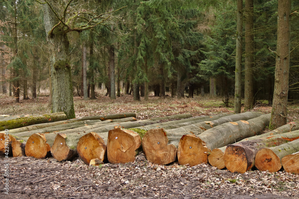 viele Baumstämme liegen nach der Holzrückung am Waldweg viele Baumstämme liegen nach der Holzrückung am Waldweg