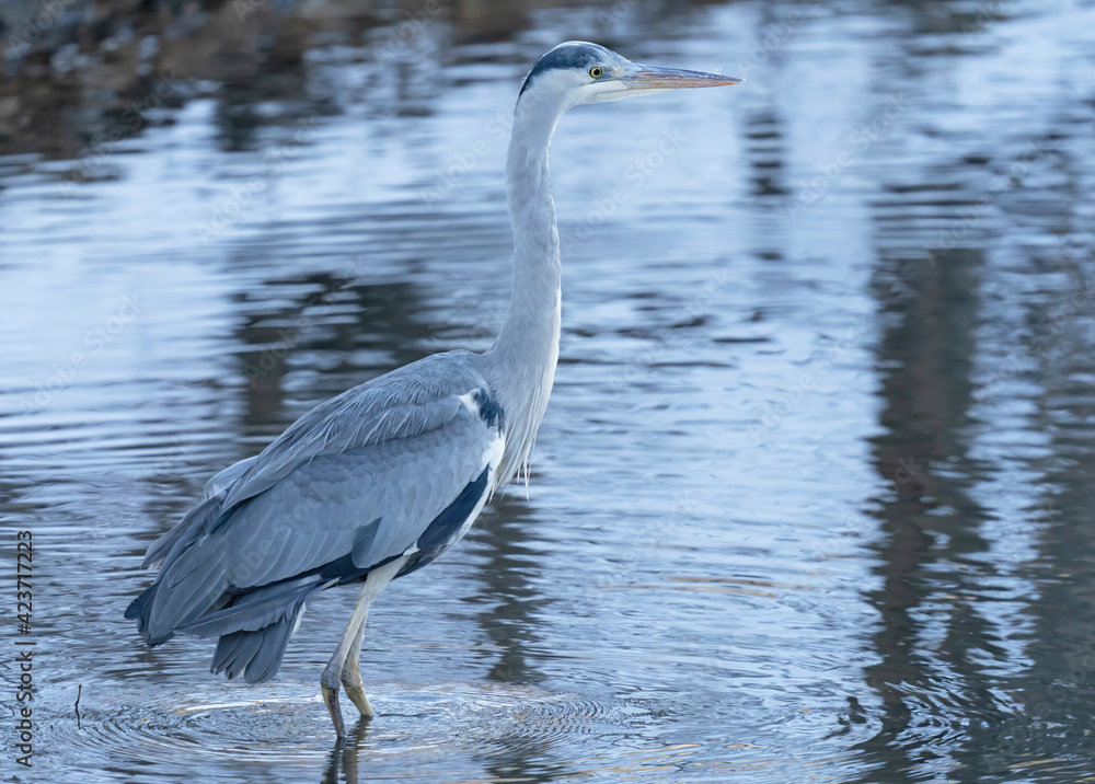 Fototapeta premium Gray heron standing in the water waiting to catch fish.