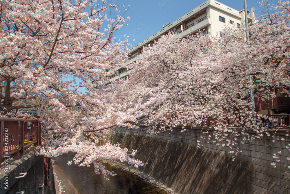 Cherry blossoms bloom along the Meguro River in Japan in spring.