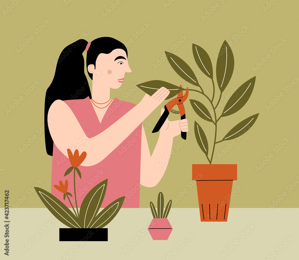 A person caring for home flowers. Vector flat illustration with woman pruning leaves of a houseplant A person caring for home flowers. Vector flat illustration with woman pruning leaves of a houseplant