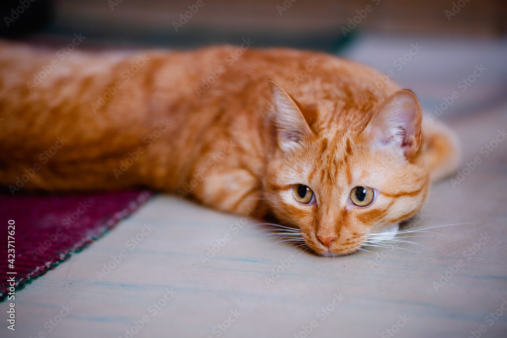 Adorable ginger kitten lying on the floor