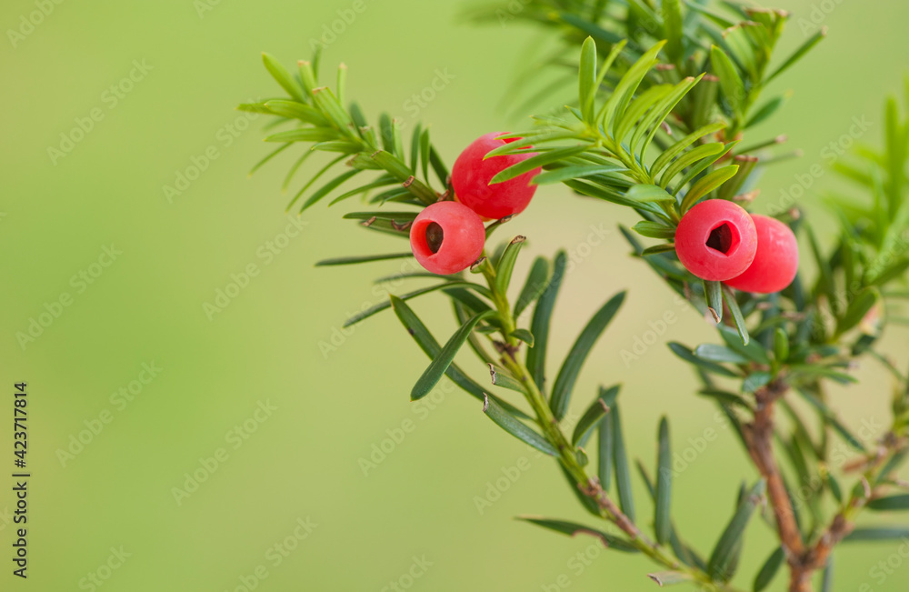 Berries of the European yew at against green natural background.