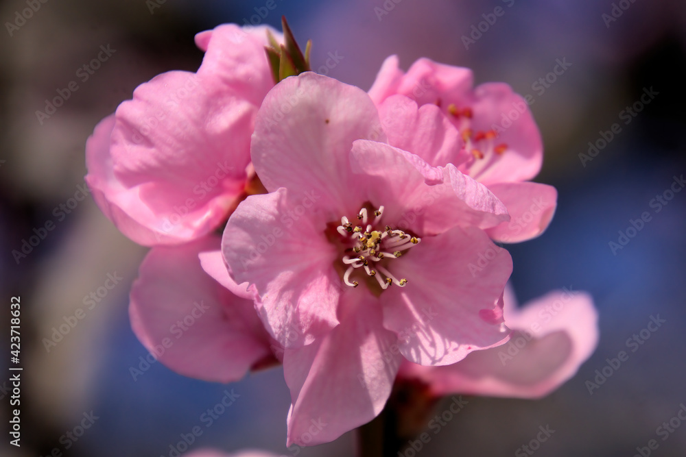 Rosa Mandelblüte bei Gimmeldingen in der Pfalz Rosa Mandelblüte bei Gimmeldingen in der Pfalz