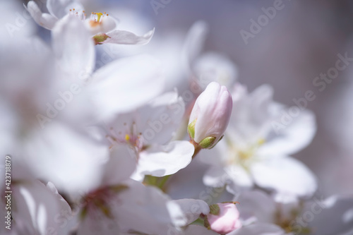 weiße Blüten, ein wunderschöner Hintergrund für Ihr Grafikprojekt