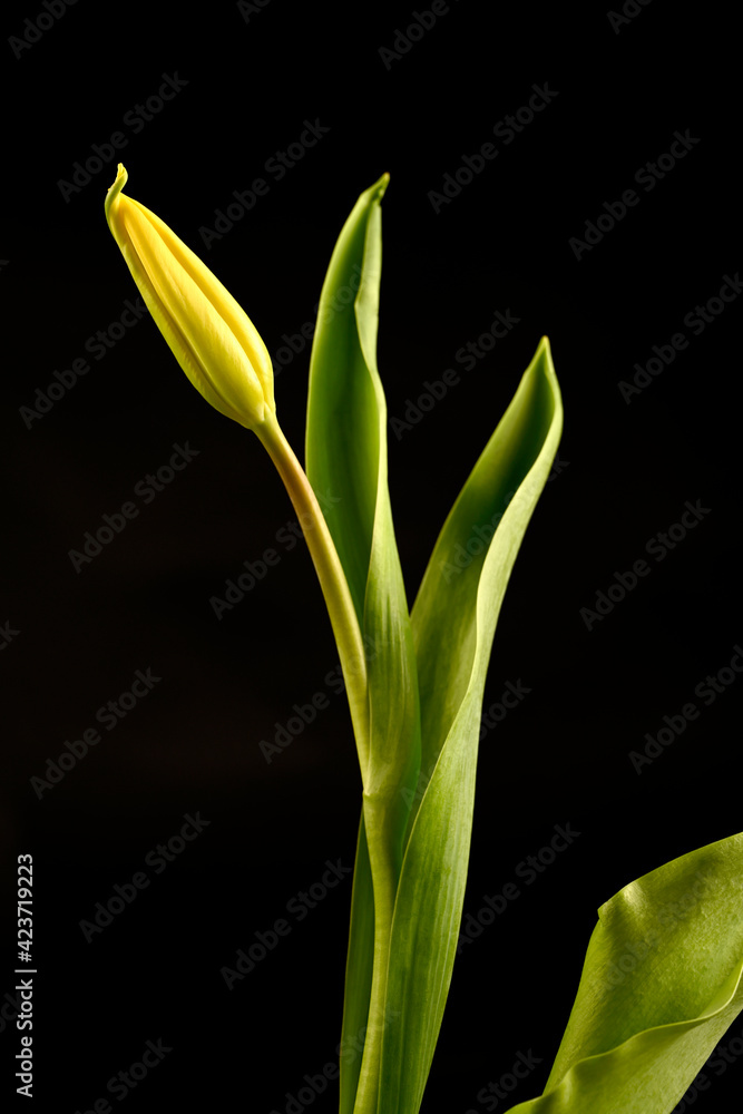 Yellow tulip on a black background, top view, spring Yellow tulip on a black background, top view, spring