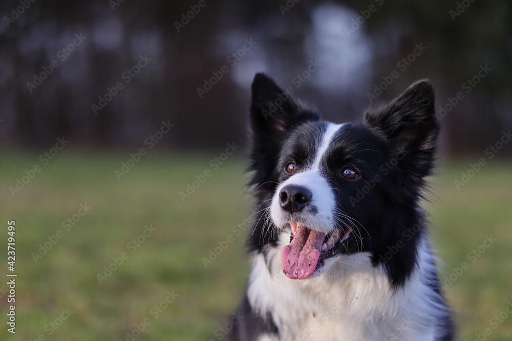 Close-up of Border Collie with Tongue Out in the Park. Head of Black and White Dog in Nature.