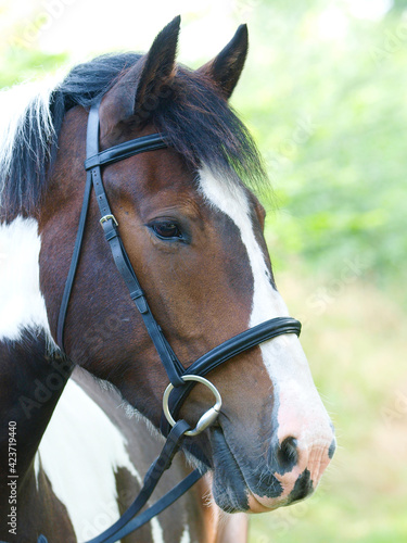 Horse In Bridle Headshot © Nigel Baker