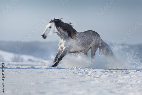 Gray andalusian horse free run in snow winter landscape on sunny day