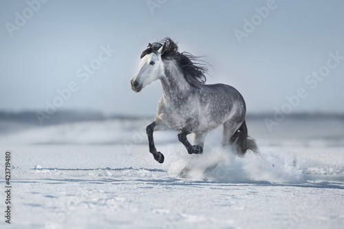 Fototapeta Naklejka Na Ścianę i Meble -  white horse running