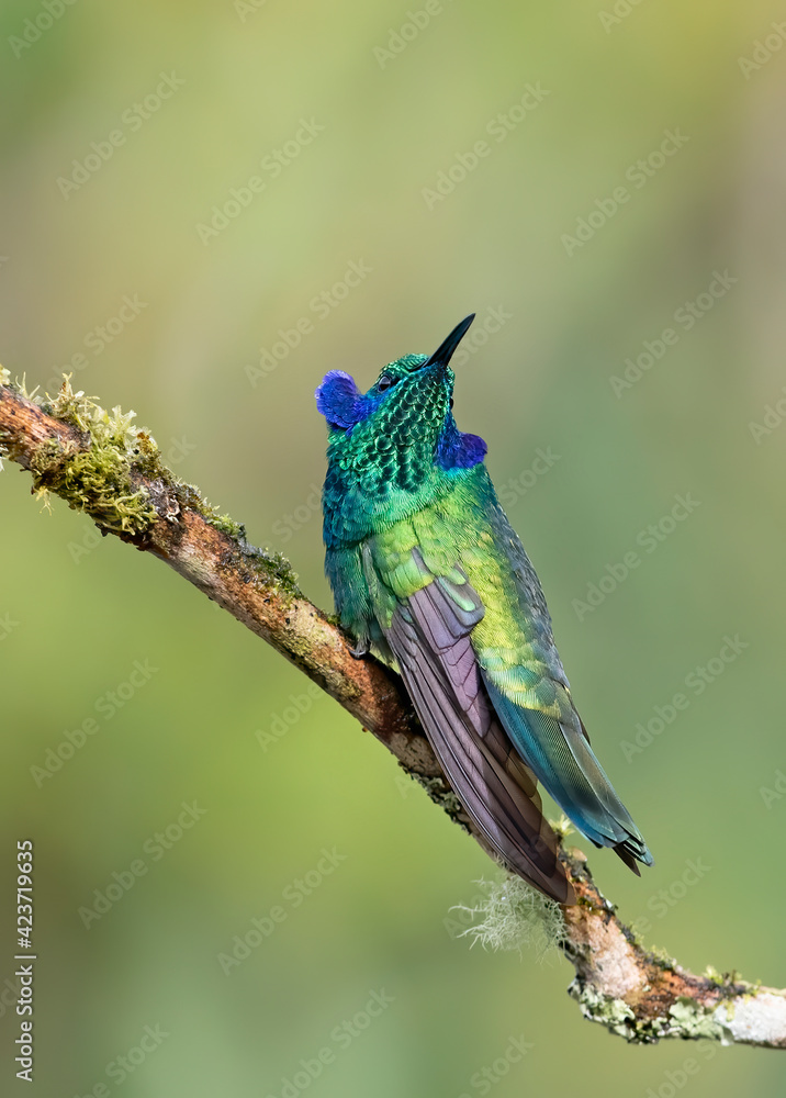 Fototapeta premium Green Violet-ear hummingbird (Colibri thalassinus) perched on a mossy branch in Costa Rica 