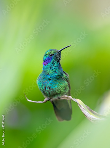 Green Violet-ear hummingbird (Colibri thalassinus) perched on tip of a plant in Costa Rica