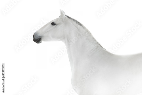 White lusitano horse in high key close up portrait © callipso88