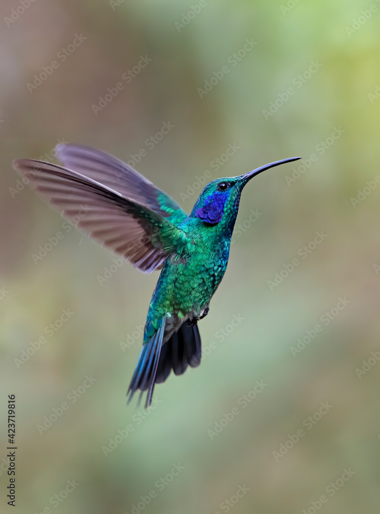 Fototapeta premium Green Violet-ear hummingbird (Colibri thalassinus) in flight isolated on a green background in Costa Rica