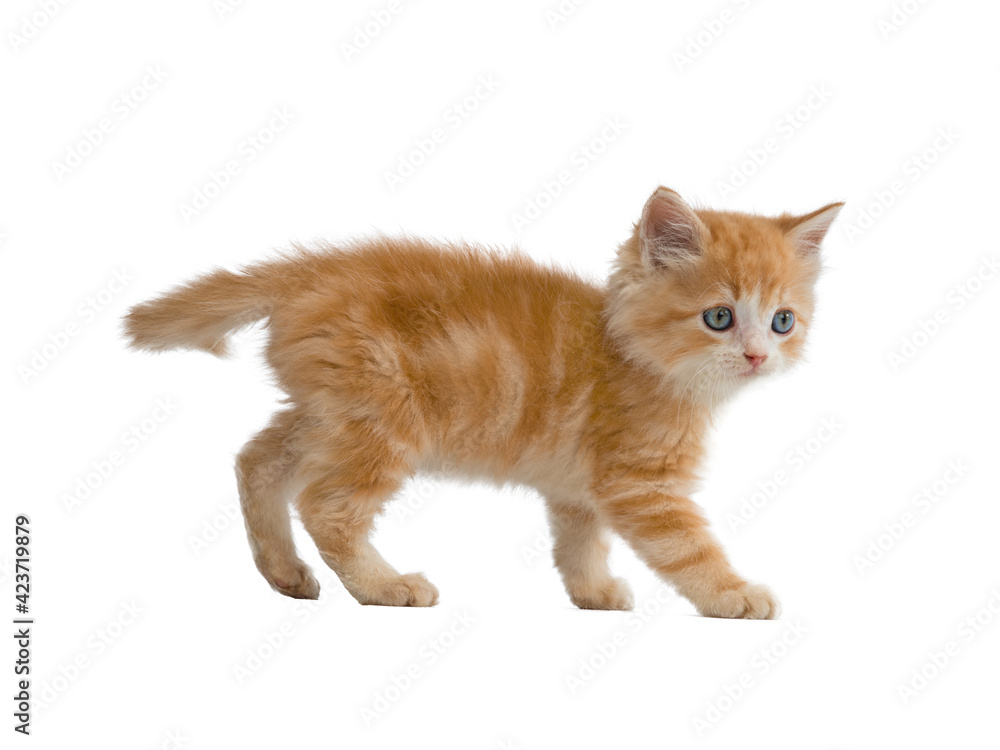 orange kitten walking on isolated white background