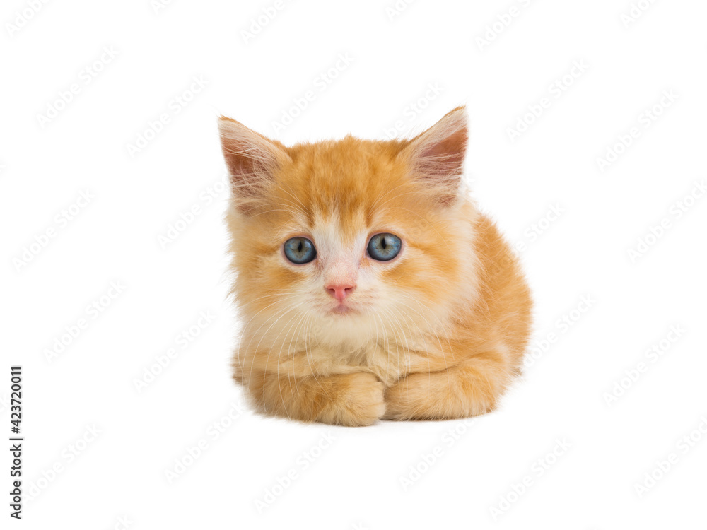 orange kitten lies isolated on white background orange kitten lies isolated on white background