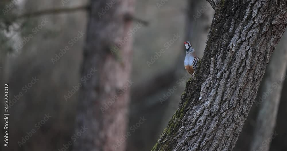A Red-legged Partridge sings on a tree in the forest A Red-legged Partridge sings on a tree in the forest