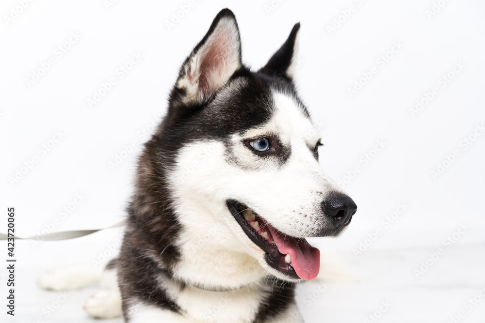 Obraz premium Young husky dog over white background